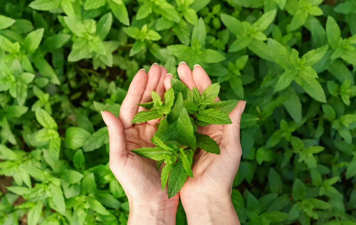Manfaat Stevia, Pemanis Alami Rendah Kalori yang Ramah bagi Penderita Diabetes