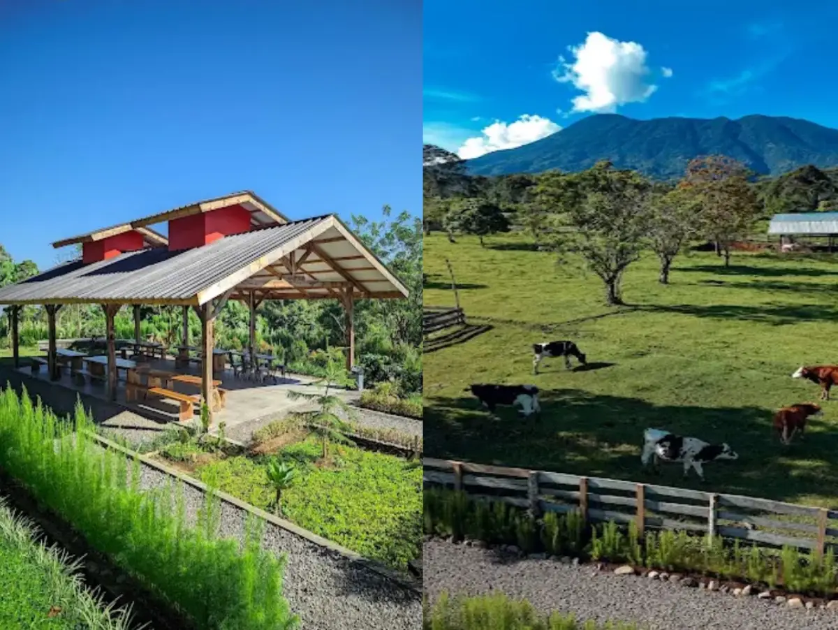Ada Warung Susu di Puncak, Pilihan Wisata Kuliner Bernuansa Peternakan dengan View Gunung