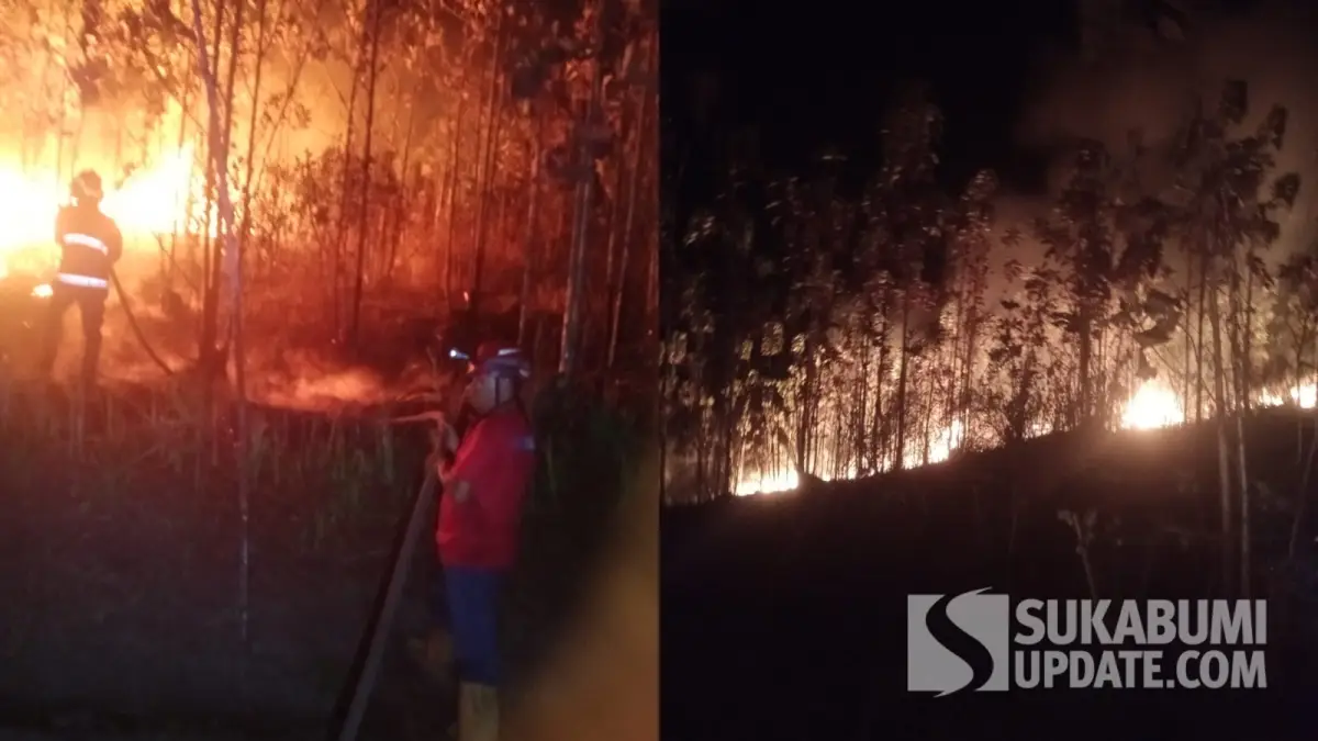 Kebakaran Hanguskan Satu Hektare Lahan Jati di Bantargadung Sukabumi