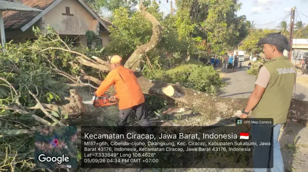 Proses evakuasi pohon mangga yang tumbang di ruas jalan kabupaten Ciracap–Ujunggenteng Sabtu (5/9/2026) sore. (Sumber Foto: P2BK Ciracap)