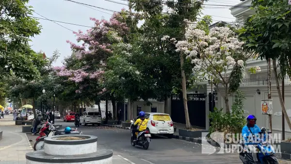 Potret Pohon Tabebuya yang mulai mekar di Jalan Ir. H Juanda, depan Balai Kota Sukabumi. Rabu (9/9/2026). (Sumber Foto: SU/Asep Awaludin)