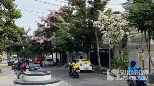 Potret Pohon Tabebuya yang mulai mekar di Jalan Ir. H Juanda, depan Balai Kota Sukabumi. Rabu (9/9/2026). (Sumber Foto: SU/Asep Awaludin)