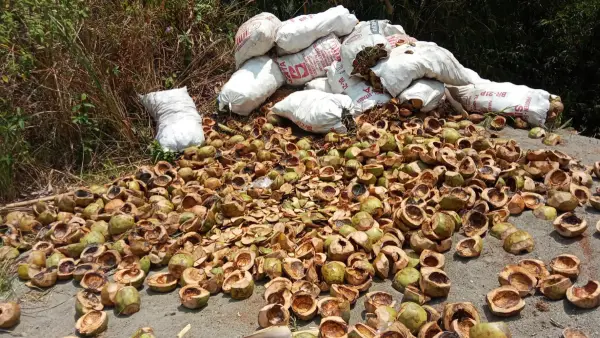 Tumpukan sampah cangkang kelapa dibuang sembarangan di lahan Perhutani pinggir jalan provinsi ruas Waluran-Tamanjaya, Kampung Cibojong, Desa Mekarmukti, Kecamatan Waluran, Kabupaten Sukabum (Sumber: dok pemdes)