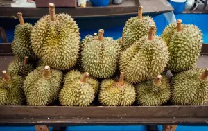 Ilustrasi berbagai jenis durian yang paling banyak dicari di pasaran (Sumber : Freepik/@jcom)