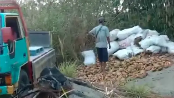 Tumpukan sampah cangkang kelapa di lahan Perhutani pinggir jalan provinsi ruas Waluran-Tamanjaya, Kampung Cibojong, Desa Mekarmukti, Kecamatan Waluran, Kabupaten Sukabumi, Kamis (10/9/2026). (Sumber : Screenshot Video Warga)