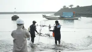 PLN IP konservasi terumbu karang di Palabuhanratu Sukabumi (Sumber : PLN IP UBP JPR)