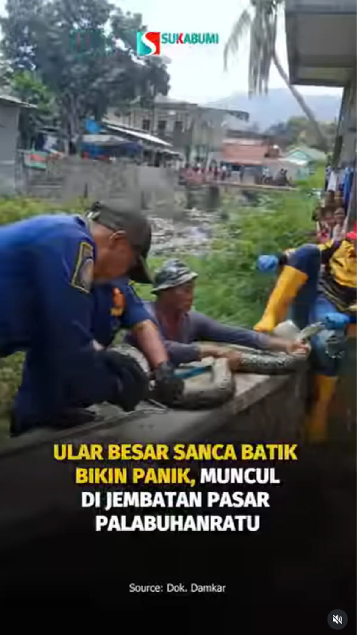 Ular Besar Sanca Batik Bikin Panik, Muncul di Jembatan Pasar Palabuhanratu