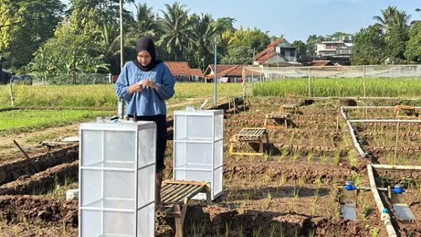 Salah satu pendekatan yang kini dibicarakan adalah Alternate Wetting and Drying (AWD), yaitu mengatur pola pengairan sawah secara lebih terukur. (Sumber : Istimewa.)