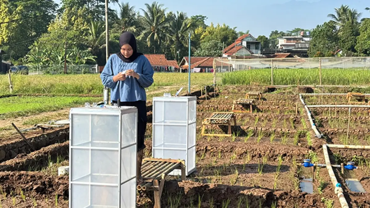 Sawah Tidak Harus Selalu Basah: Ketika Air, Beras, dan Metana Berebut Ruang