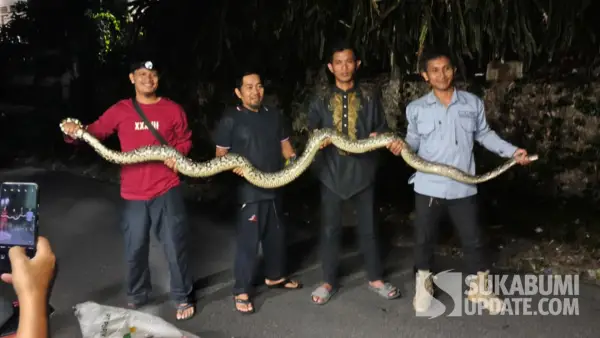 Serah terima ular sanca 3,5 meter yang berhasil dievakuasi dari Eks Pabrik AMDK di Pasirdoton Cidahu kepada komunitas Exalos Sukabumi, Senin (21/9/2026) malam. (Sumber Foto: Istimewa)