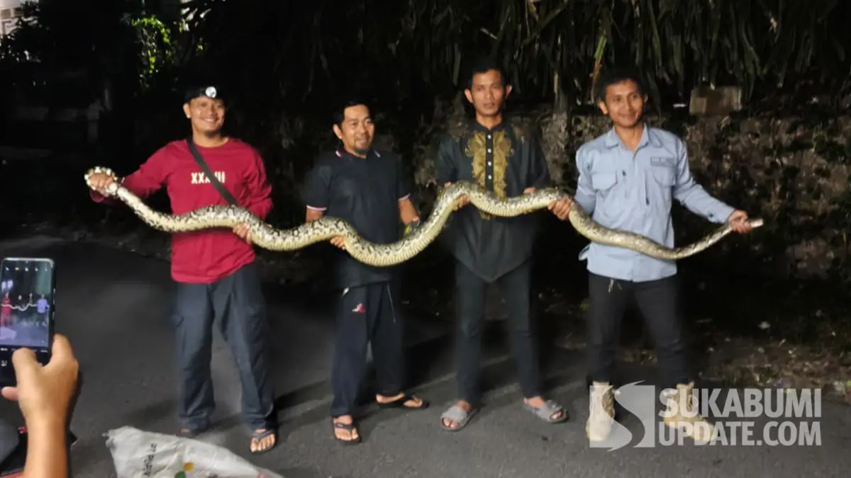 Teror Sanca di Pasirdoton Sukabumi, Warga Evakuasi Ular 3,5 Meter dari Bekas Pabrik