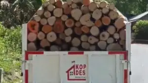 Truk KDMP di Sukabumi angkut gelondongan kayu (Sumber: dok warganet)