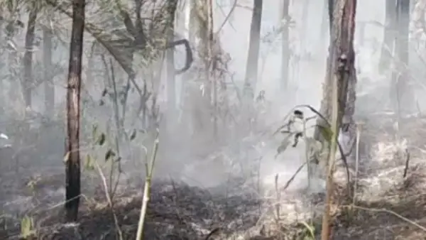 Hutan pinus Perum Perhutani Blok Puncak Pilar di Desa Sirnasari, Kecamatan Pabuaran, Kabupaten Sukabumi, terbakar pada Kamis 24 September 2026. (Sumber : dok pemdes)