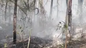 Hutan pinus Perum Perhutani Blok Puncak Pilar di Desa Sirnasari, Kecamatan Pabuaran, Kabupaten Sukabumi, terbakar pada Kamis 24 September 2026. (Sumber : dok pemdes)