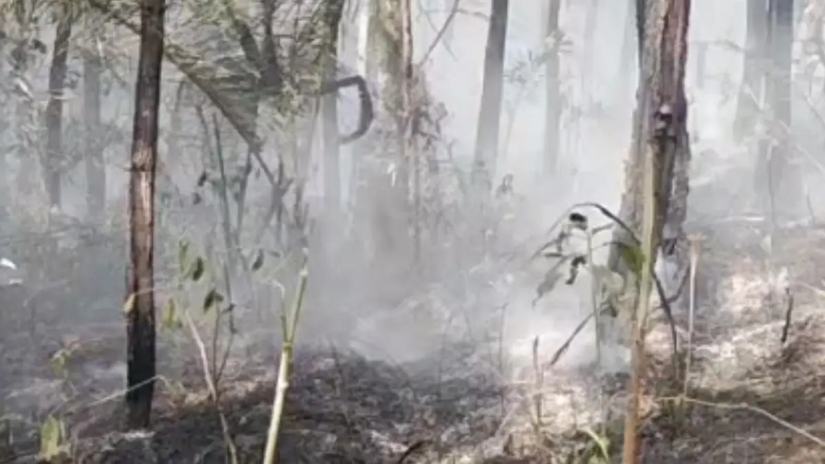 Hutan Pinus Perhutani Blok Puncak Pilar Sukabumi Terbakar, Kades: Diduga Gegara Rokok