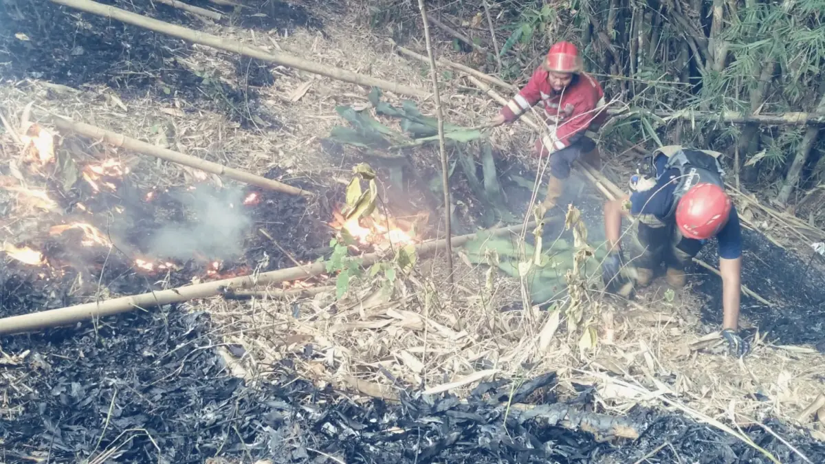 Kebakaran Hanguskan 10 Hektare Lahan PT Wonokoyo di Ciambar Sukabumi