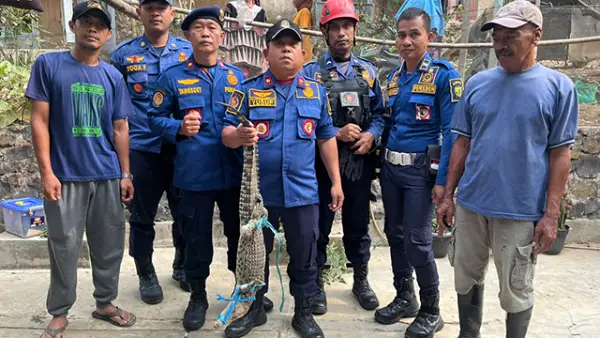 Buaya 1,5 meter yang diamankan petugas DPKP Kabupaten Sukabumi dari warga di Kampung Tegallega, Desa Citarik, Kecamatan Palabuhanratu. (Sumber : Istimewa.)