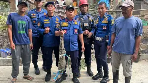 Buaya 1,5 meter yang diamankan petugas DPKP Kabupaten Sukabumi dari warga di Kampung Tegallega, Desa Citarik, Kecamatan Palabuhanratu. (Sumber : Istimewa.)
