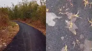 Aspal jalan Leuwiliang-Bojongtipar dikeluhkan warga karena ditumbuhi rumput liar. (Sumber Foto: Tangkapan layar video/Istimewa)