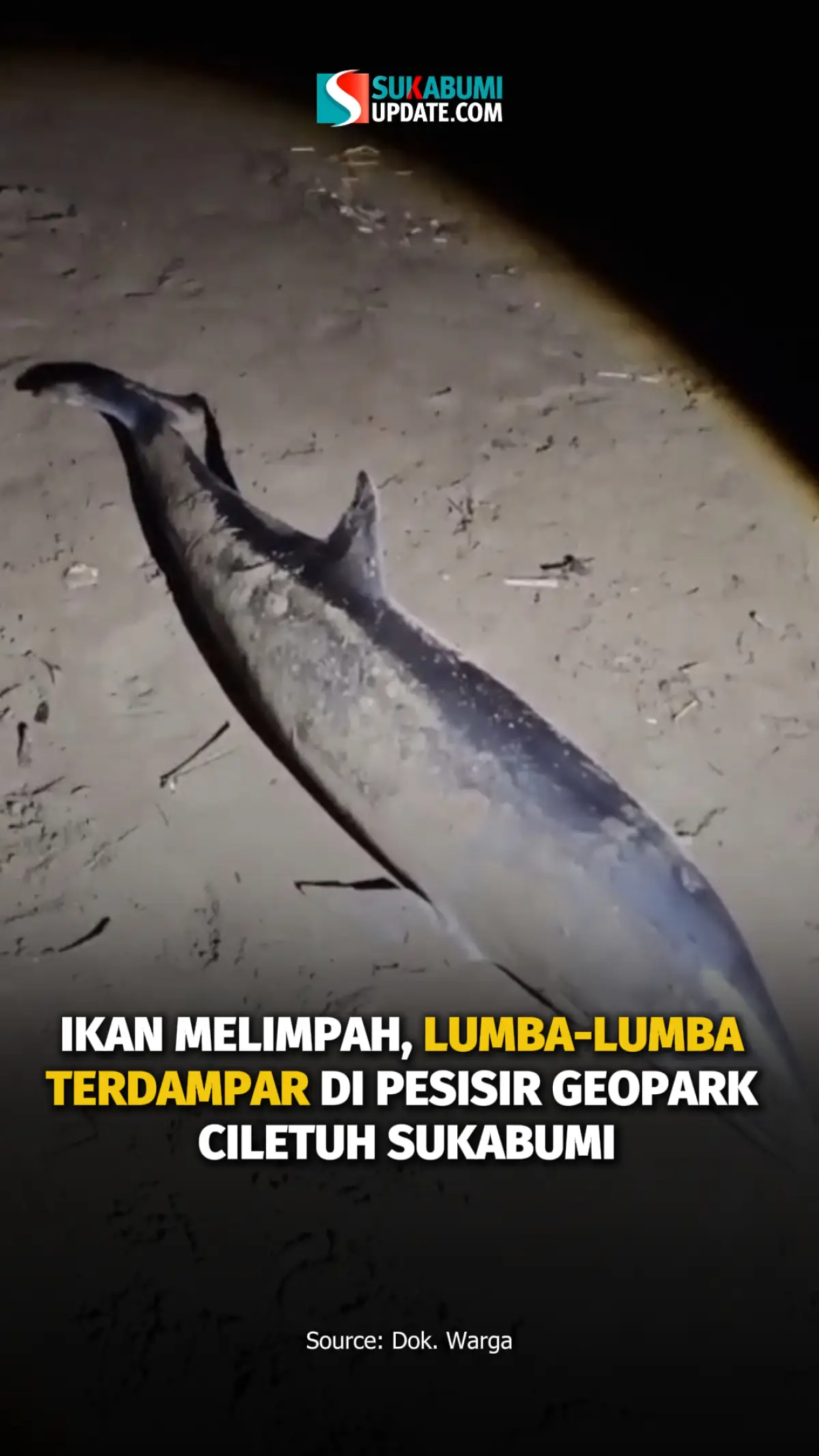 Ikan Melimpah, Lumba-Lumba Terdampar Di Pesisir Geopark Ciletuh Sukabumi