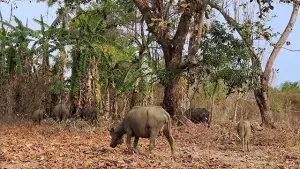 Kerbau yang sedang digembala di area perkebunan di Desa Pangumbahan Kecamatan Ciracap, Kabupaten Sukabumi. (Sumber : Dok Penggembala).