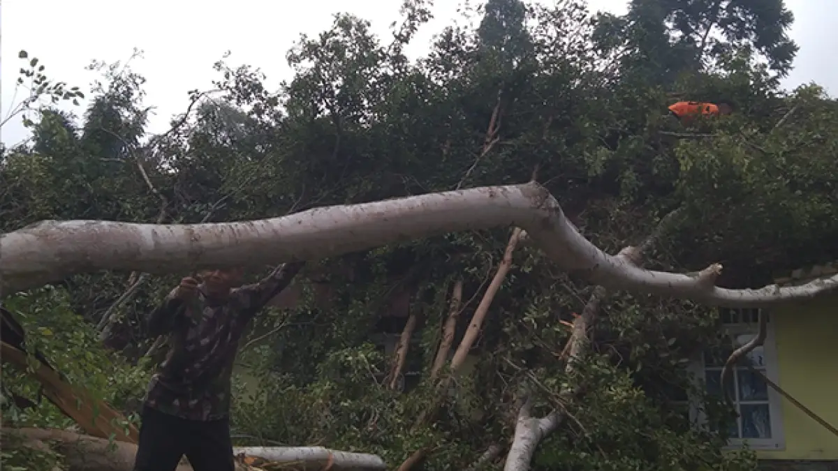 Pohon Beringin 25 Meter Tumbang Timpa Atap Kantor Kecamatan Kadudampit Sukabumi