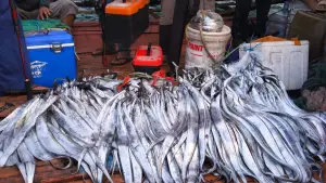 Hasil tangkapan pemancing dan nelayan badong di Palabuhanratu Sukabumi (Sumber : dok tim)
