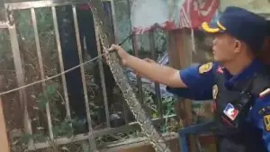 Tangkapan layar petugas Damkarmat mengevakuasi ular Sanca di warung depan RSUD Palabuhanratu, Kabupaten Sukabumi. | Foto: Pos Damkar 1 Palabuhanratu