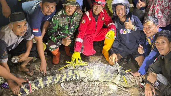 Petugas dan warga saat mengamankan seekor buaya muara seberat 70 kg yang terjebak di jaring ikan di Muara Sungai Cimandiri, Simpenan, Sukabumi, Rabu (7/10/2026) malam. (Sumber Foto: Dok. DPKP)