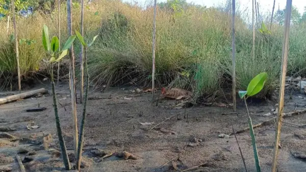Menanam mangrove di pesisir Geopark Ciletuh Sukabumi (Sumber: dok Forestry Lestari)