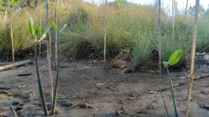 Menanam mangrove di pesisir Geopark Ciletuh Sukabumi (Sumber: dok Forestry Lestari)