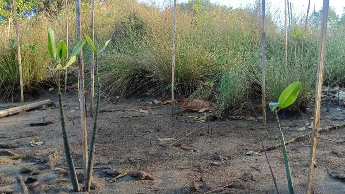Tak Hanya Menjaga Pesisir Sukabumi, Mangrove Geopark Ciletuh Serap 37,7 kg CO₂eq