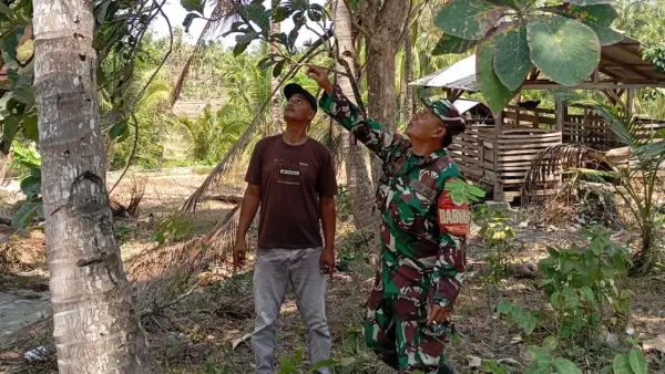 Babinsa saat menunjukkan lokasi penyadap gula kelapa yang terjatuh dari pohon kelapa. (Sumber : Istimewa)