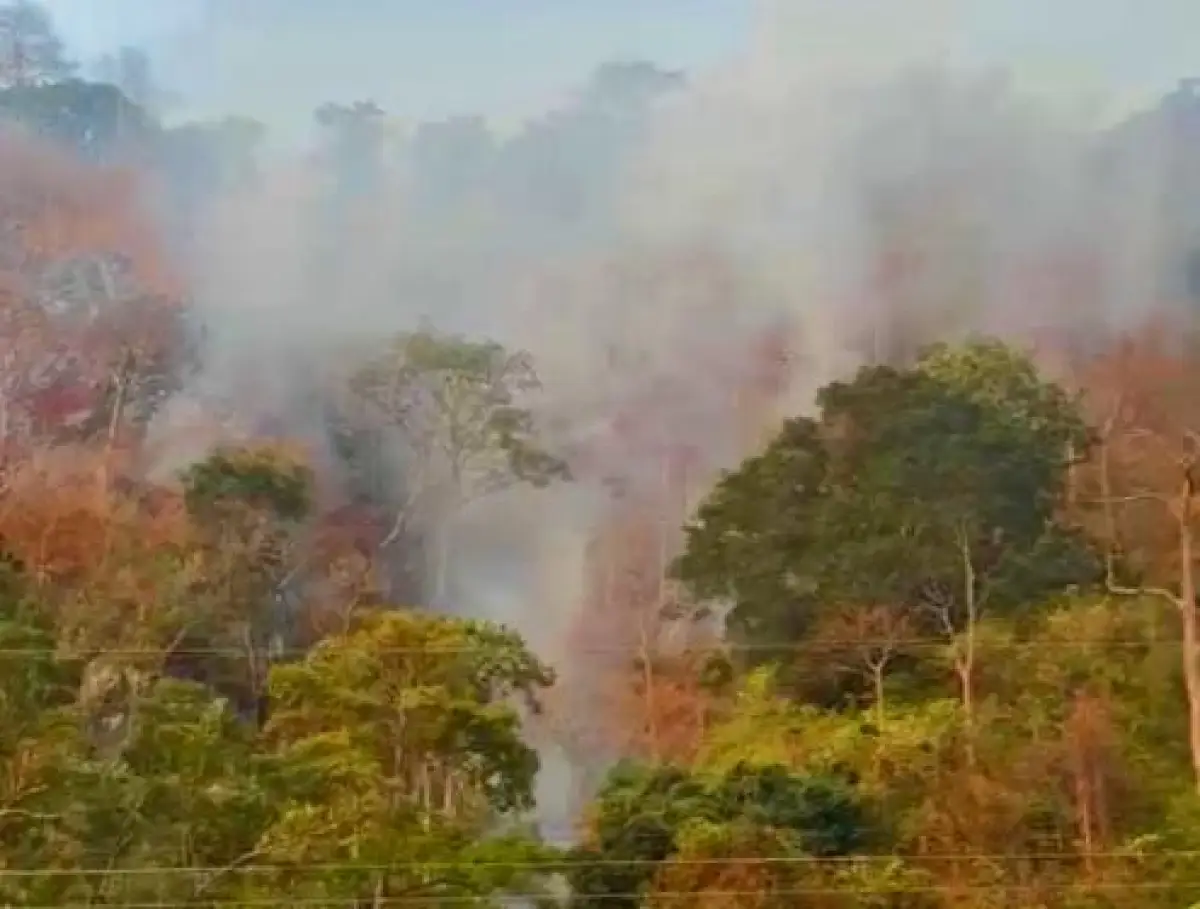 Asap Masih Membumbung, Update Kebakaran Gunung Jayanti Sukabumi: Kawanan Lutung Turun Bukit