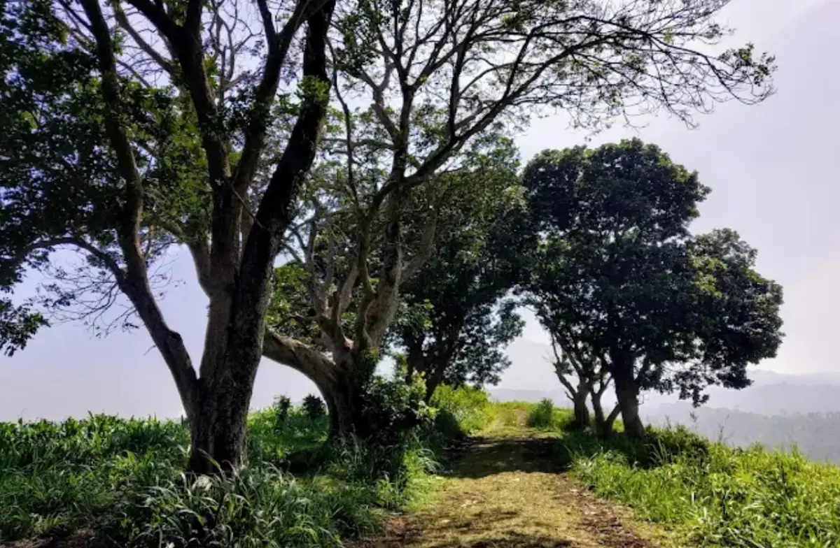 Bukit Lengkeng Sukabumi, Spot Camping dengan Pemandangan Perbukitan Hijau