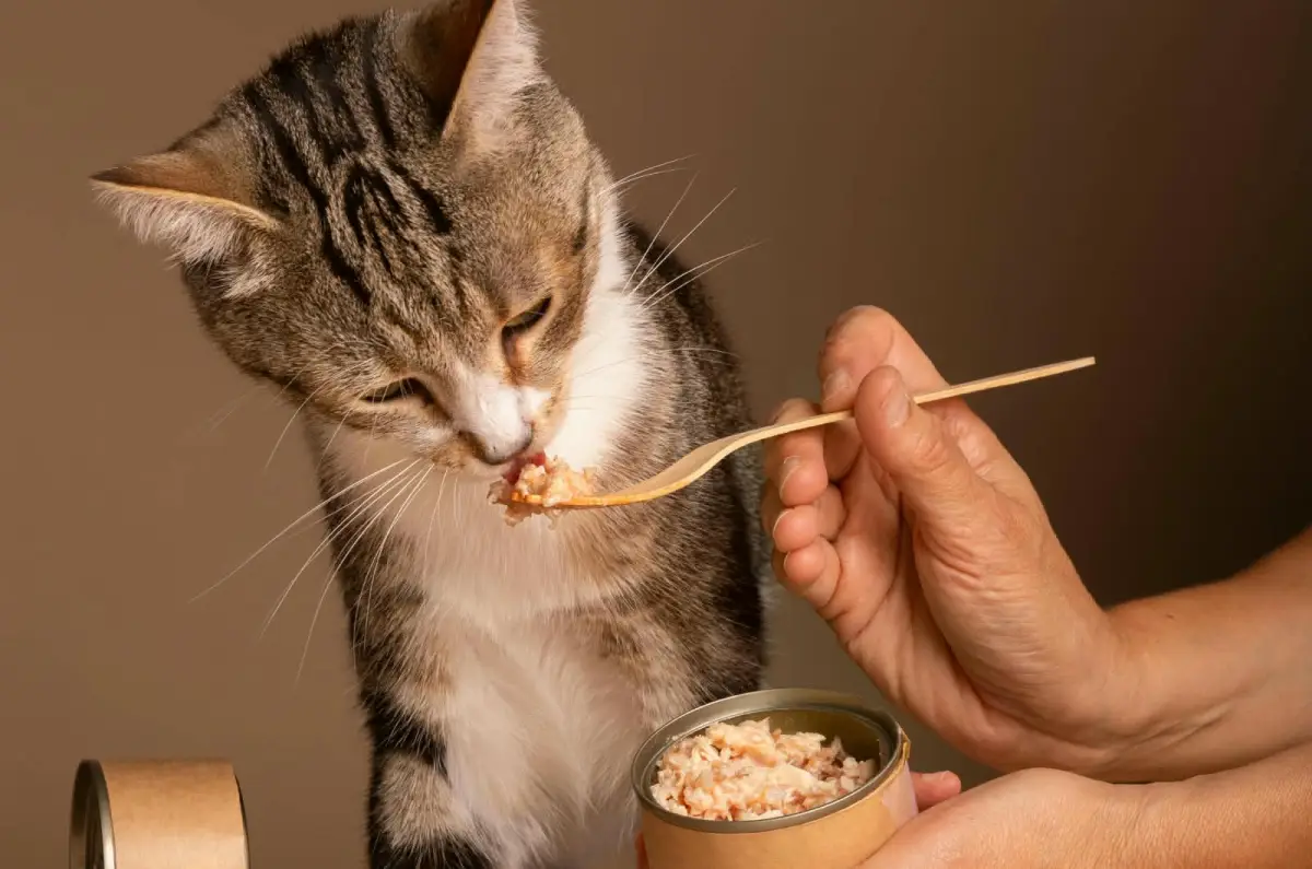Makanan yang Tidak Boleh Dimakan Kucing, Waspadai Cokelat hingga Bawang