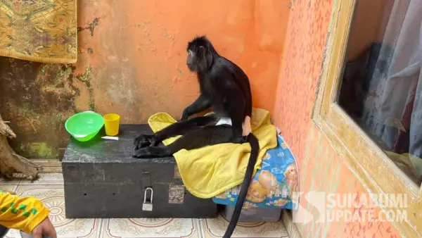 Lutung Jawa yang ditemukan terluka di Cidadap Sukabumi saat mendapatkan perawatan di kediaman Edo. (Sumber Foto: Istimewa)