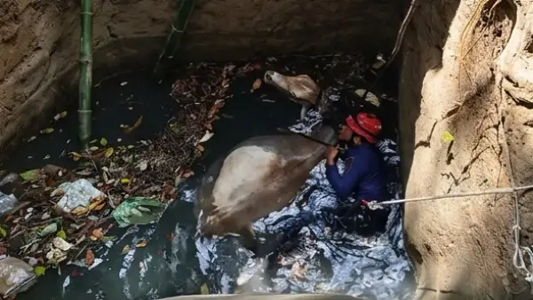 Damkar evakuasi sapi masuk sumur tua di Tegalbuleud Sukabumi (Sumber: dok damkar)