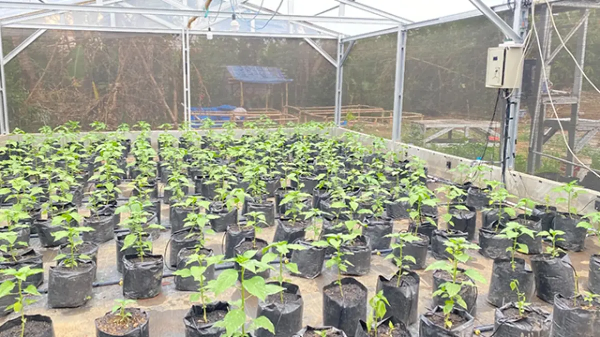 Bisa Disiram Otomatis dan Dipantau Lewat Suara, Inovasi Greenhouse Mahasiswa UMMI di Sukabumi.