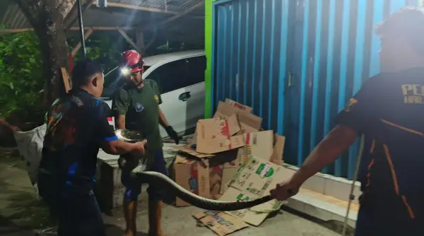 Damkar evakuasi piton di perumahan warga Palabuhanratu Sukabumi (Sumber: dok damkar)