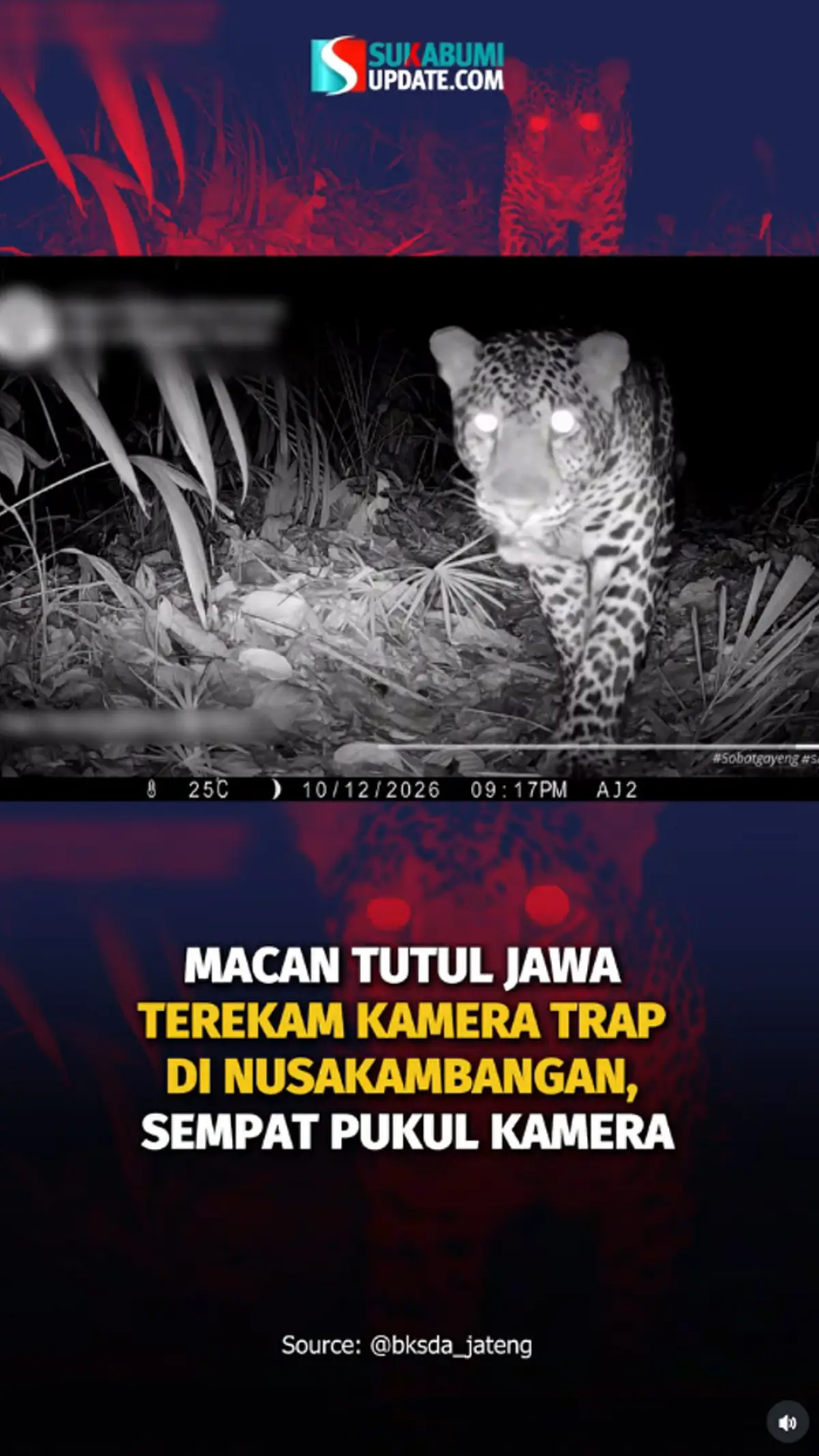 Macan Tutul Jawa Terekam Kamera Trap di Nusakambangan, Sempat Pukul Kamera