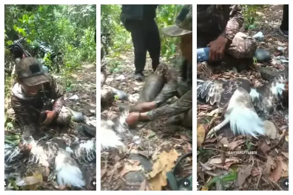 Tangkapan l;ayar video viral Elang brontok dicabuti bulunya. Peristiwa ini terjadi di Sukabumi. (Sumber Foto: Instagram/@aryareptles19)