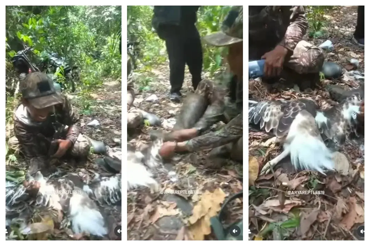 Viral Video Elang Brontok Dicabuti Bulunya di Sukabumi, Pelaku Ditegur dan Senapan Disita
