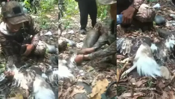 Tangkapan layar video viral Elang brontok dicabuti bulunya. Peristiwa ini terjadi di Sukabumi. (Sumber Foto: Instagram/@aryareptles19)