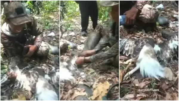 Tangkapan layar video viral Elang brontok dicabuti bulunya. Peristiwa ini terjadi di Sukabumi. (Sumber Foto: Instagram/@aryareptles19)