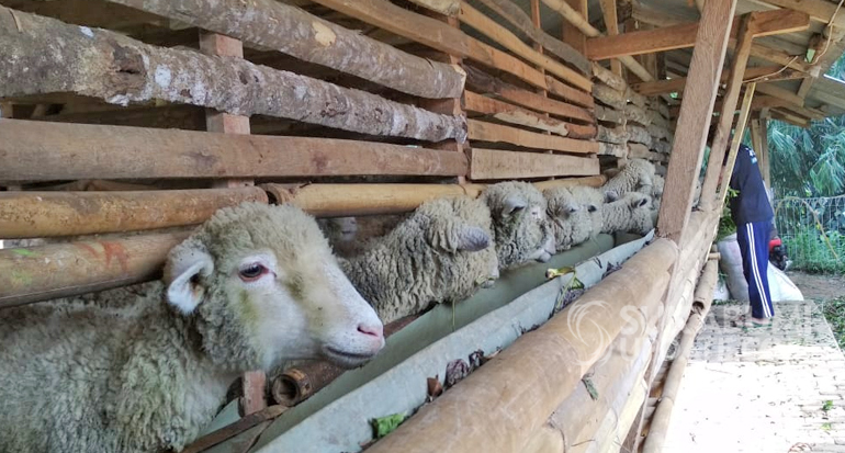 Domba Merino, Usaha dan Ladang Amal Bagi Puluhan Anak Yatim di Nyalindung Sukabumi