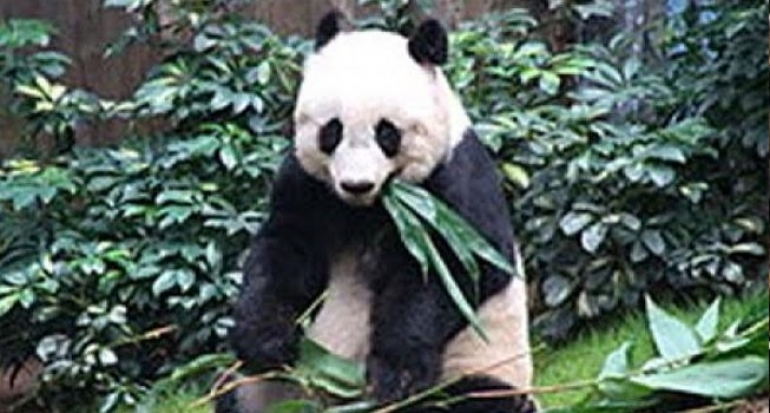 Panda Tertua di Penangkaran Akhirnya Disuntik Mati