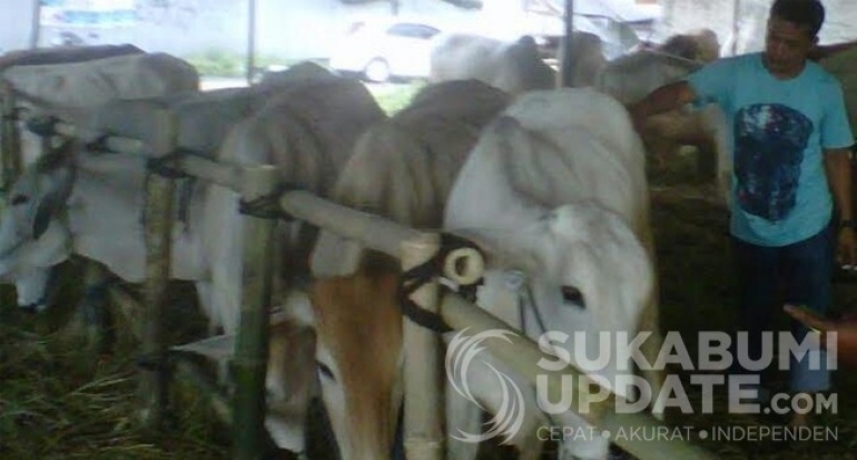 Stok Hewan Kurban Dipastikan Cukup