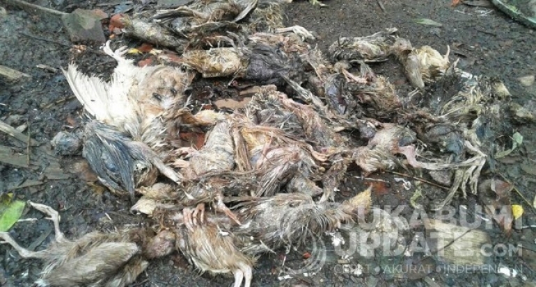 Soal Ribuan Unggas Mati Mendadak DKP3 Kota Sukabumi Lakukan Observasi