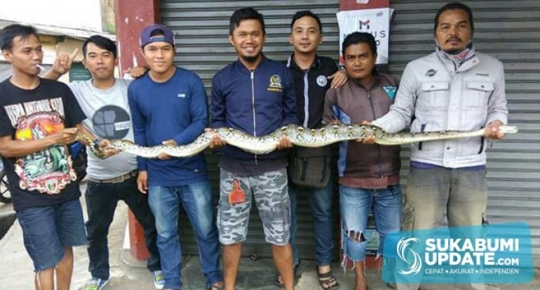 Dua Ular Raksasa Gegerkan Warga Cibadak Kabupaten Sukabumi